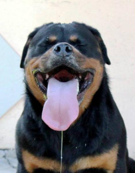 Rottweiler.  Ch. Shery Brko Star.