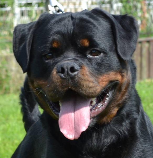 Rottweiler. GERO KING OF THE EAST.