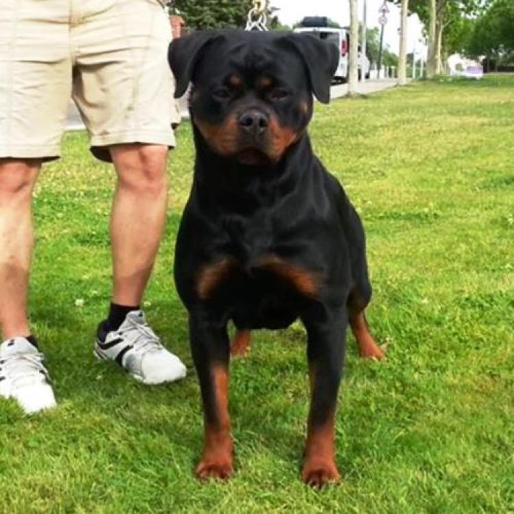 Rottweiler.  Ch. Farah Od Vadanora.