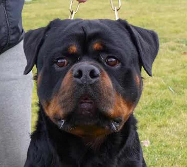 Rottweiler.  Ch. Rolf Darel.
