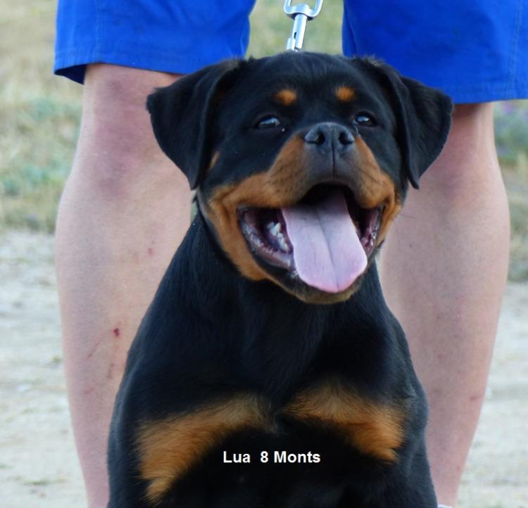 Rottweiler. Lua De Breogan con 8 meses.
