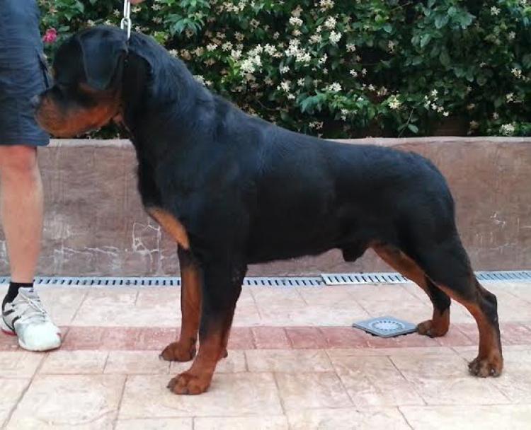 Rottweiler.  Ch. Oki Vom Haus Drazic.