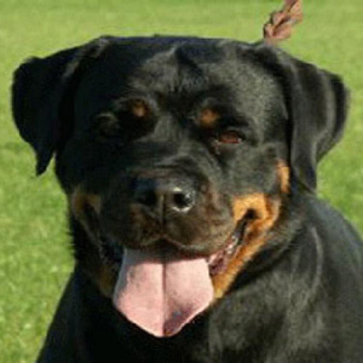 Rottweiler. Ch. Ajka Stichke Doline. Rottweiler. Ch. Ajka Stichke Doline.