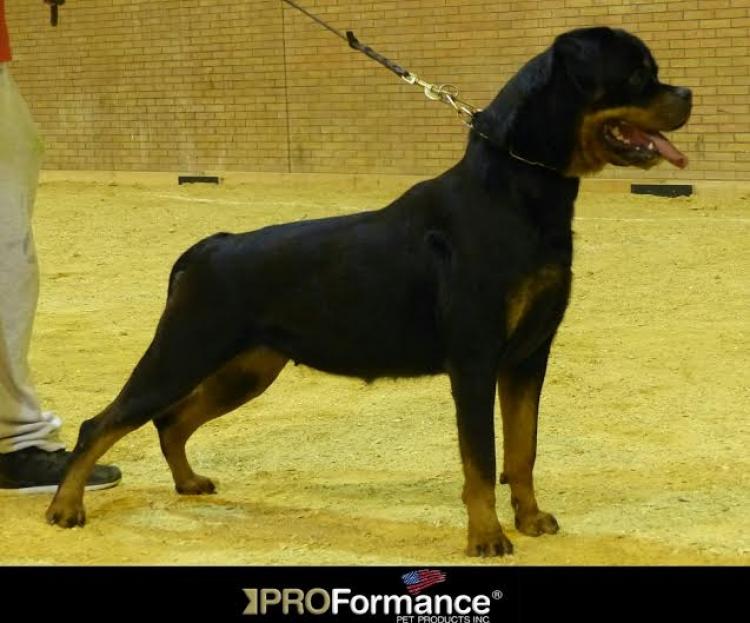 Rottweiler.  Ch. Roma De Breogan.
