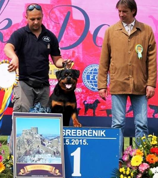 Rottweiler.  Ch. Shery Brko Star.