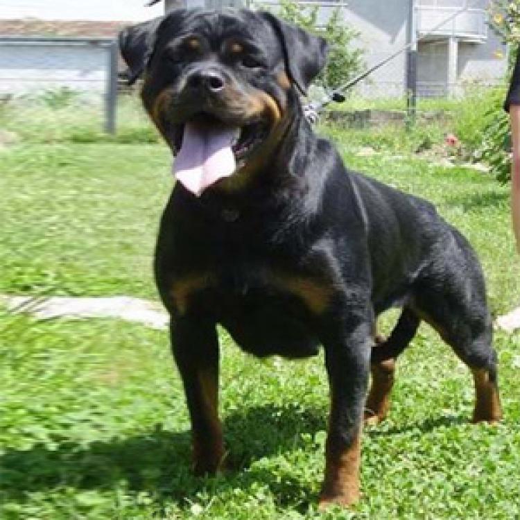 TÃtulos obtenidos por nuestros perros Rottweiler. Ch. Daxi Wonix Rot TÃtulos obtenidos por nuestros perros Rottweiler. Ch. Daxi Wonix Rot