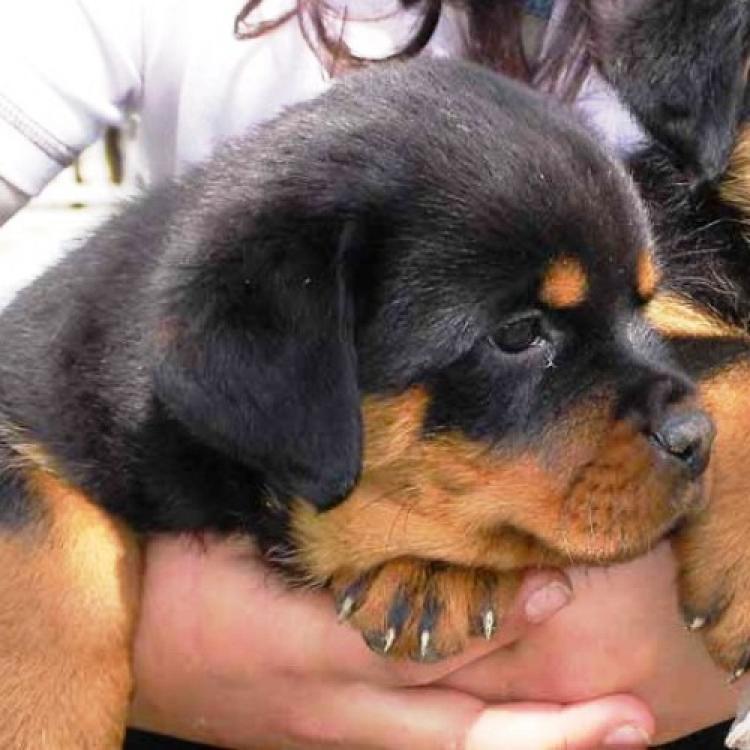 Rottweiler. Tina De Breogan con 2 meses.
