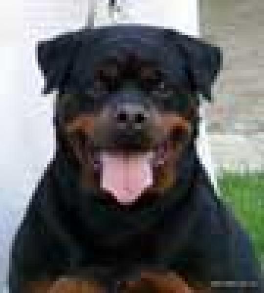 Rottweiler.  Ch. Welldan Diva From House Rotvis.