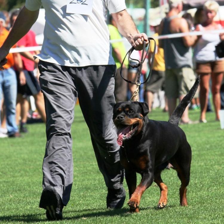 Rottweiler.  Ch. Beely Zara Cro Rott.
