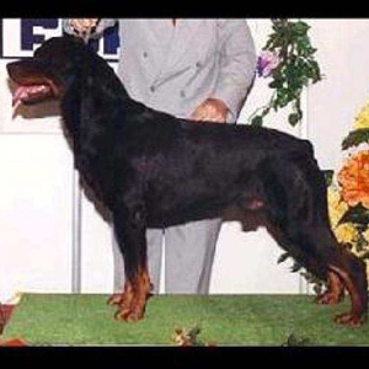Rottweiler.  Ch. Andy De Breogan.
