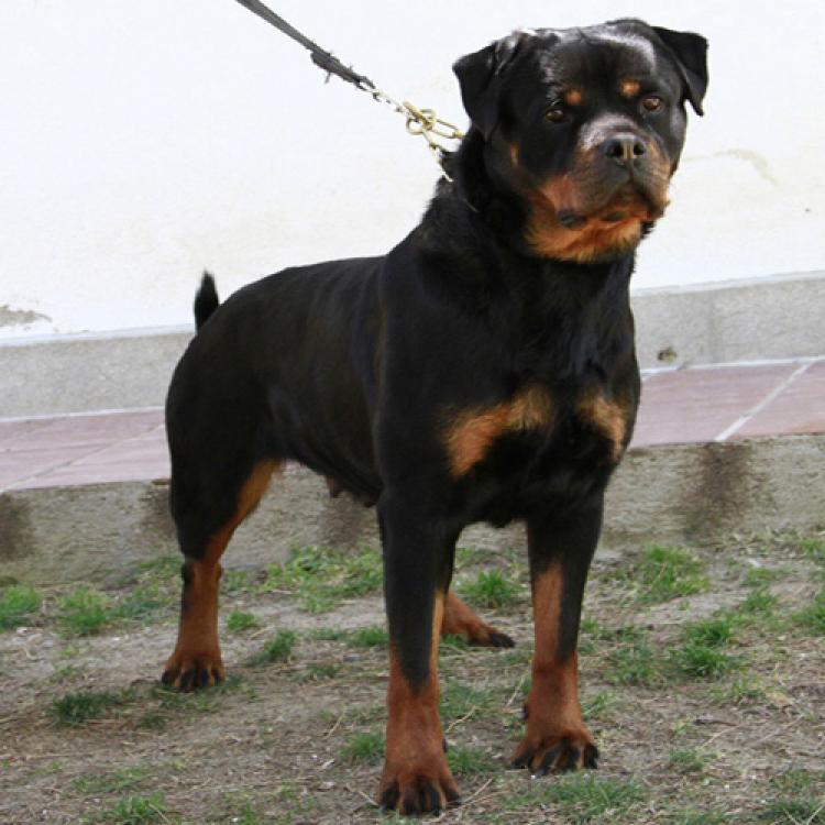 Rottweiler. Ella Zara Cro Rott.