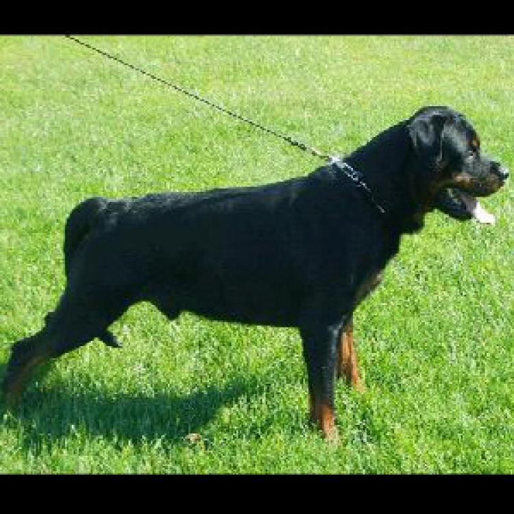Rottweiler.  Ch. Bosco De Breogan.