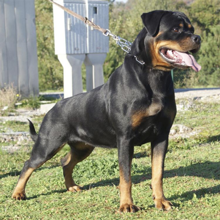 Rottweiler.  Ch. DIXI MIRACLE ROTT.