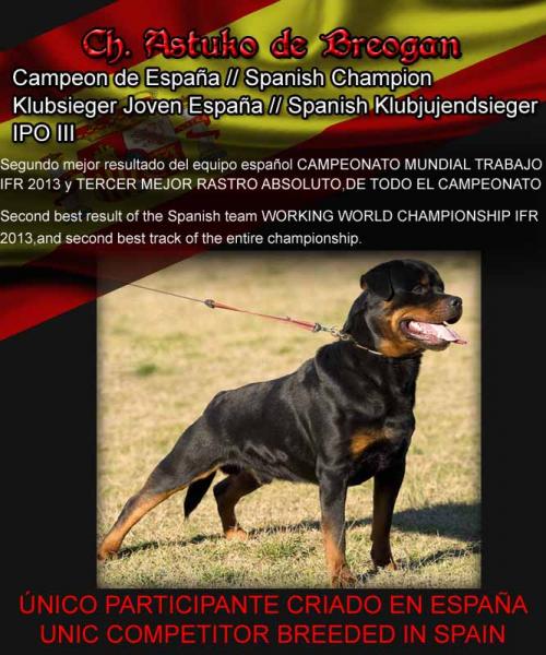Rottweiler. Ch. Astuko de Breogan. Rottweiler. Ch. Astuko de Breogan.