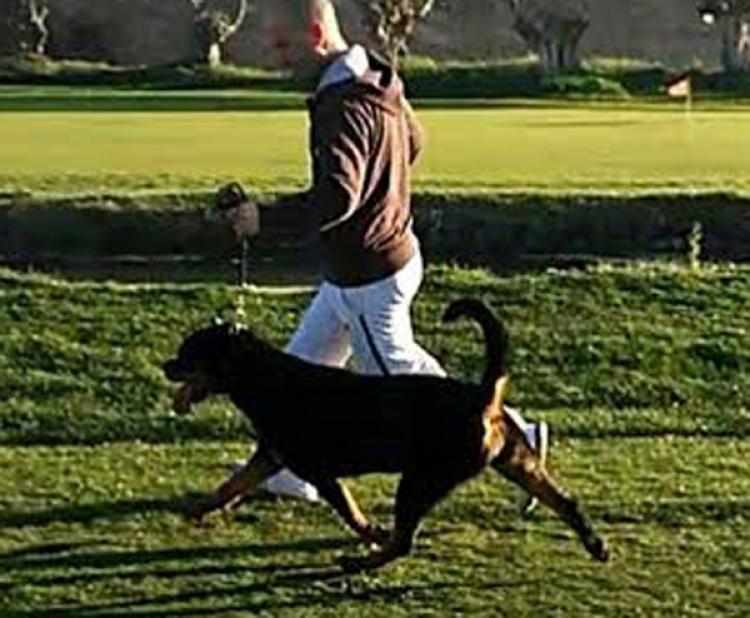 Rottweiler.  Ch. Roma De Breogan.