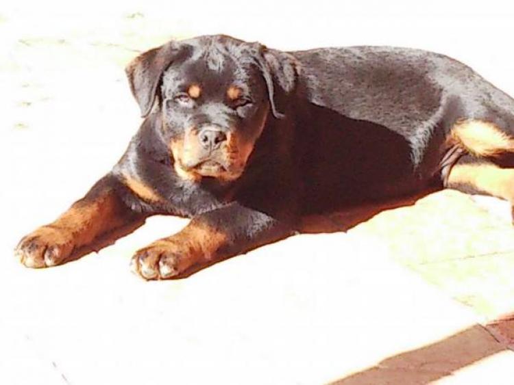Rottweiler. Fox De Breogan con 3 meses y medio.