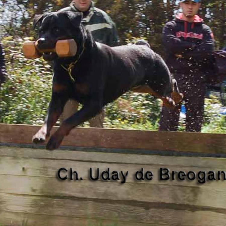 Rottweiler. Uday de Breogan. Rottweiler. Uday de Breogan.