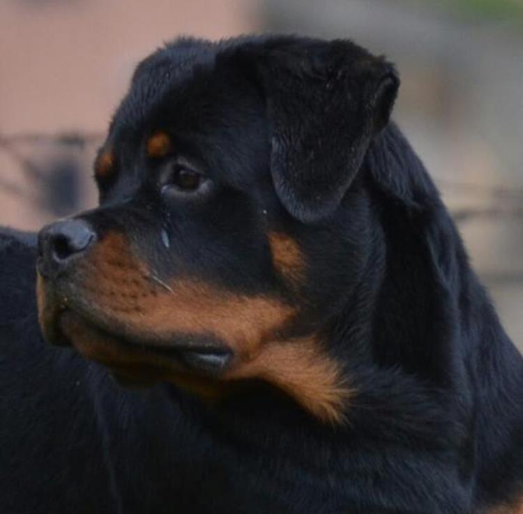 Rottweiler. Onda De Breogan.