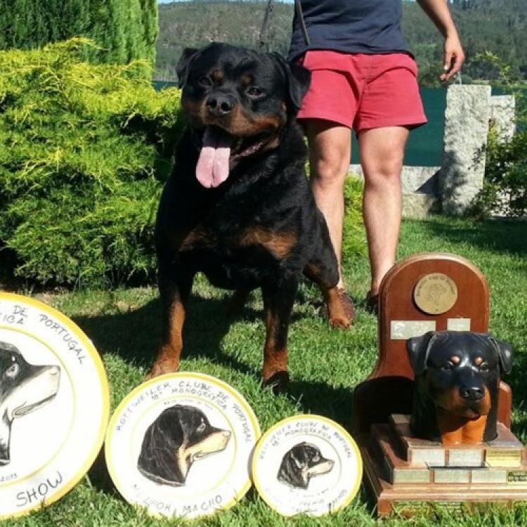Rottweiler.  Ch. Marko De Breogan.