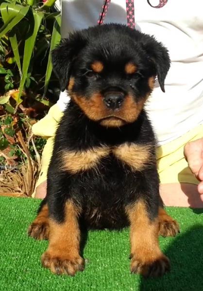 Rottweiler. Quentyn De Breogan con 1 5 meses.
