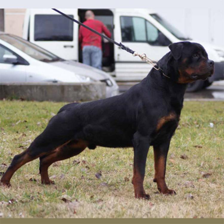 Rottweiler.  Ch. Indio De Breogan.