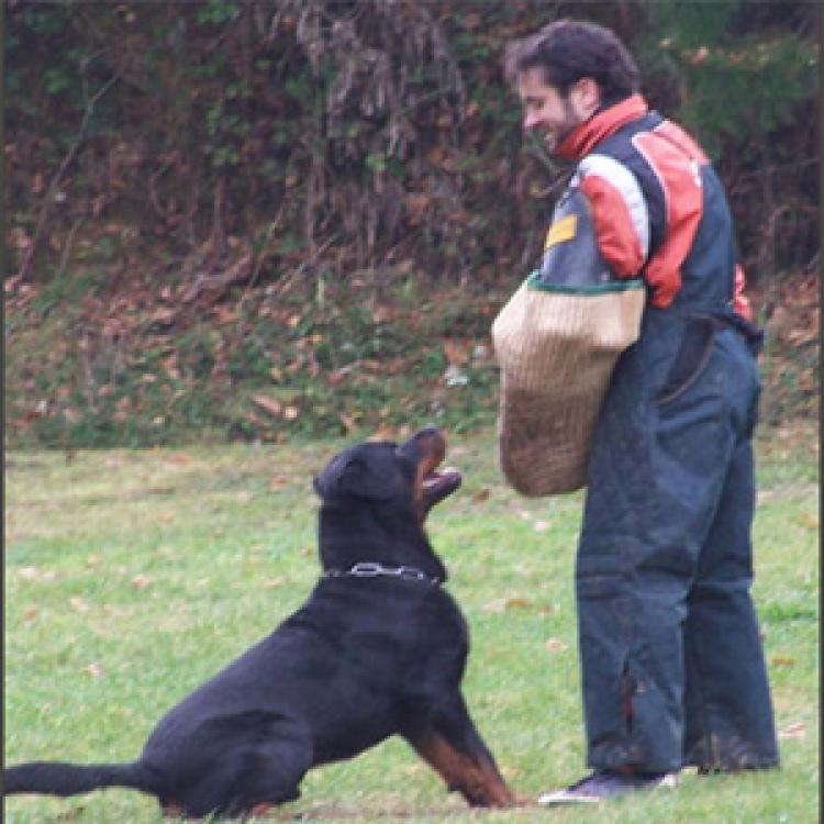 TÃtulos obtenidos por nuestros perros Rottweiler. Ch. Ken de Breogan. TÃtulos obtenidos por nuestros perros Rottweiler. Ch. Ken de Breogan.
