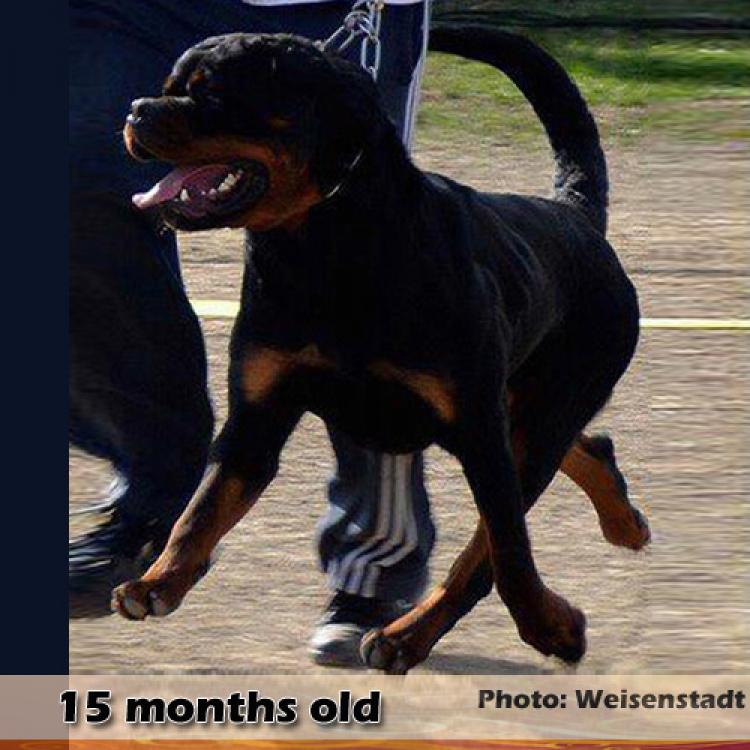 Rottweiler.  Ch. Jerry Lee Van Gorgar.