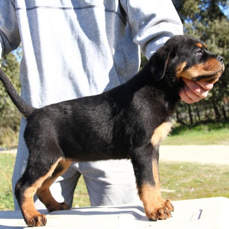 Rottweiler. Elga De Breogan.