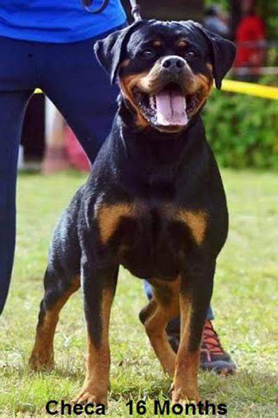 Rottweiler. Checa Del Calvijar.