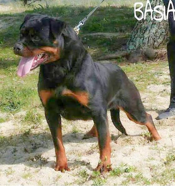 Rottweiler. Basia De Breogan.
