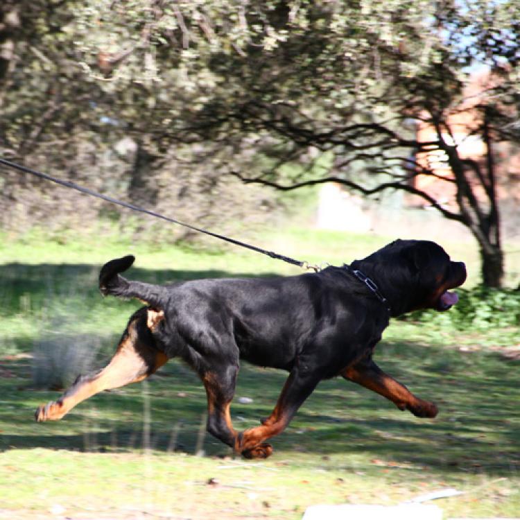 Rottweiler.  Ch. Jerry Lee Van Gorgar.