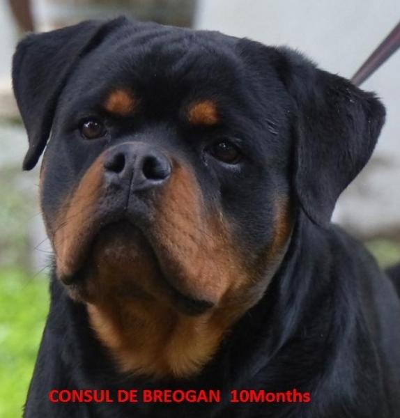 Rottweiler. Consul De Breogan.