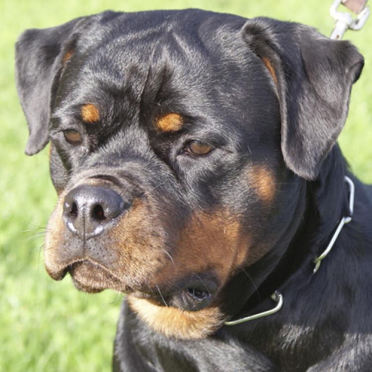 Rottweiler.  Ch. Ruby Miracle Rott.