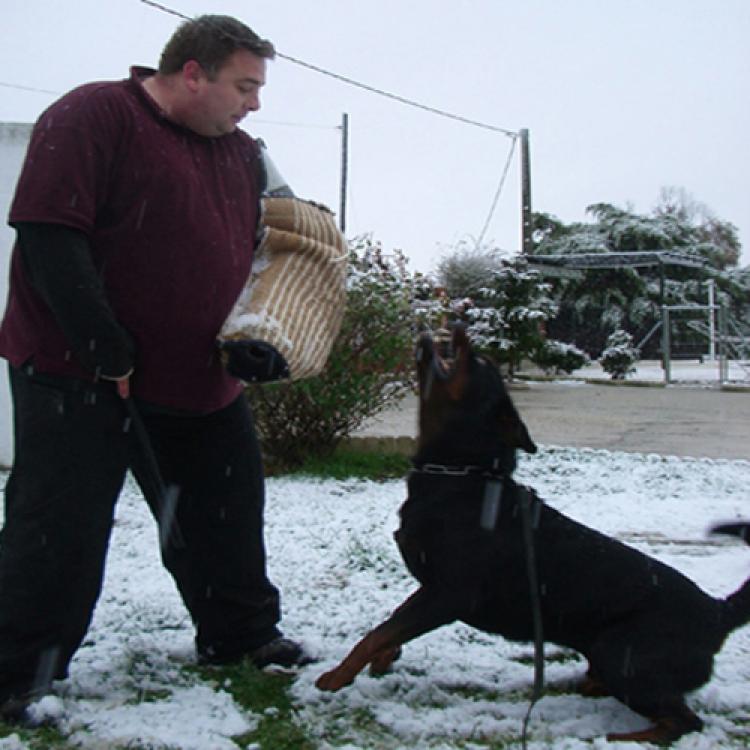 Rottweiler. Quentyn De Breogan. Rottweiler. Quentyn De Breogan.