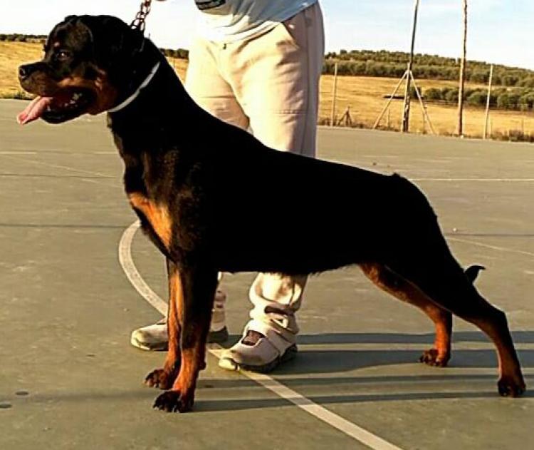 Rottweiler.  Ch. Roma De Breogan.