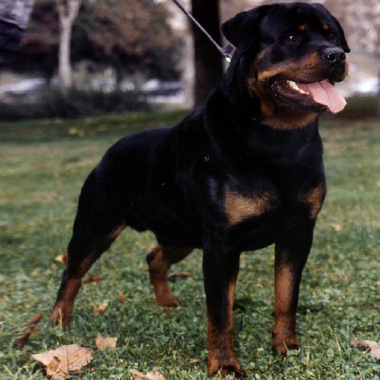 Rottweiler.  Ch. Niko De Breogan. Rottweiler.  Ch. Niko De Breogan.