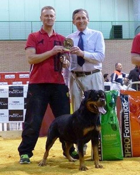 Rottweiler.  Ch. DIXI MIRACLE ROTT.