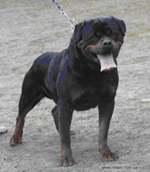 Rottweiler.  Ch. Tim Von Der Scherau.