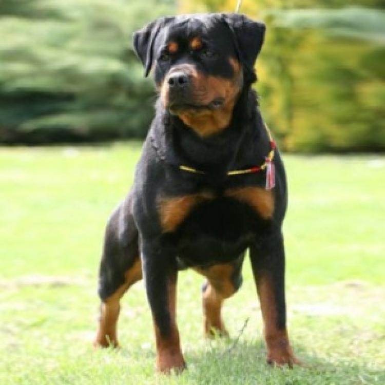 Rottweiler. Ch. Bluma vom Quercus Wald. Rottweiler. Ch. Bluma vom Quercus Wald.