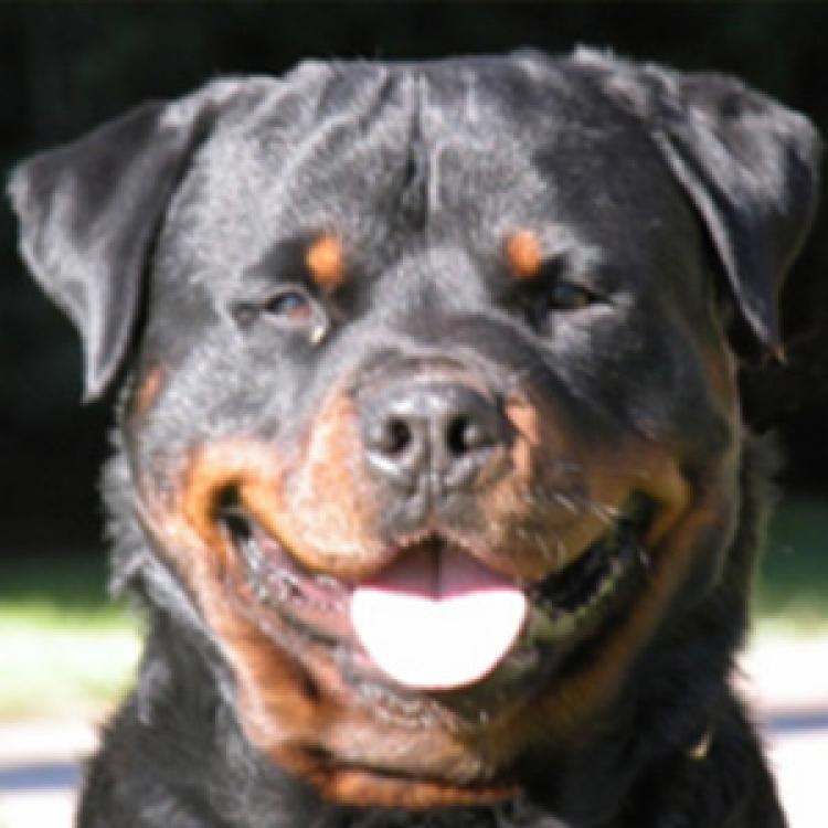 Rottweiler.  Ch. Ken De Breogan.