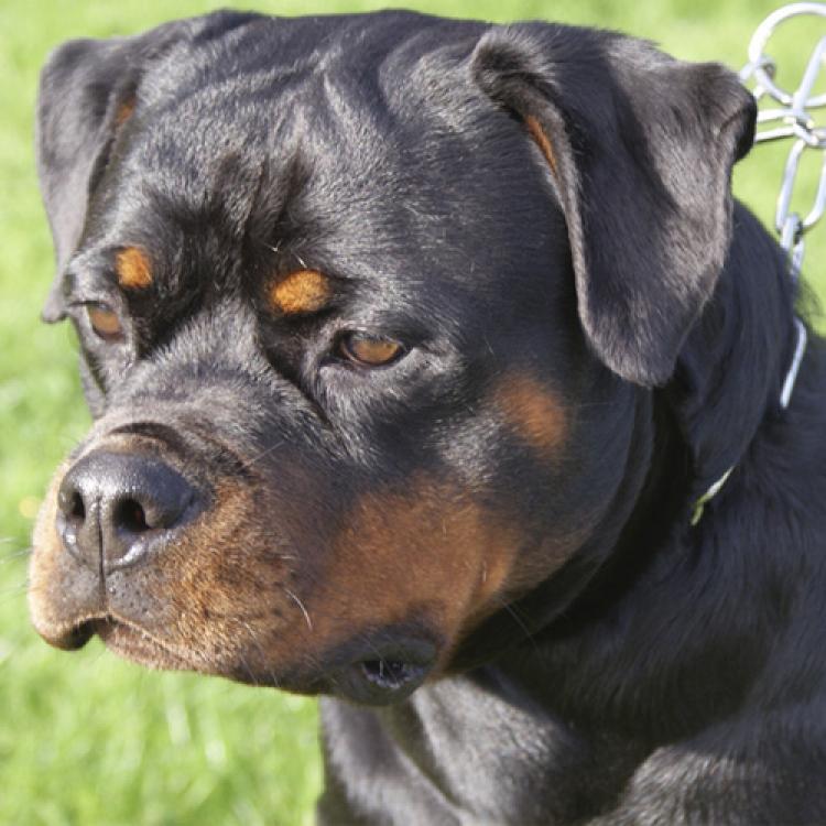 Rottweiler.  Ch. Ruby Miracle Rott.