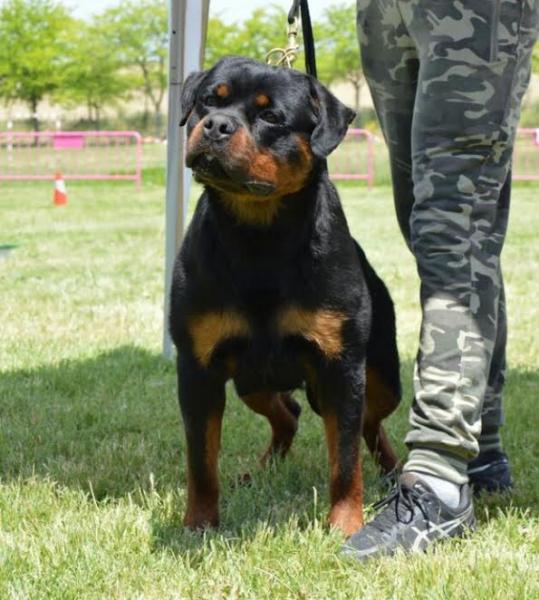 Rottweiler. OWEN DE BREOGAN.