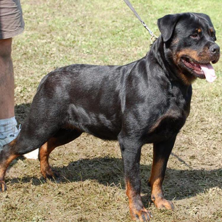 TÃtulos obtenidos por nuestros perros Rottweiler. Eva de Breogan. TÃtulos obtenidos por nuestros perros Rottweiler. Eva de Breogan.