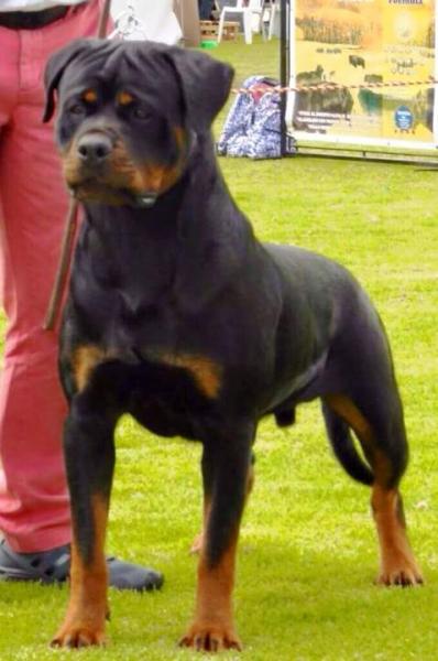 Rottweiler. Quex I De Breogan.