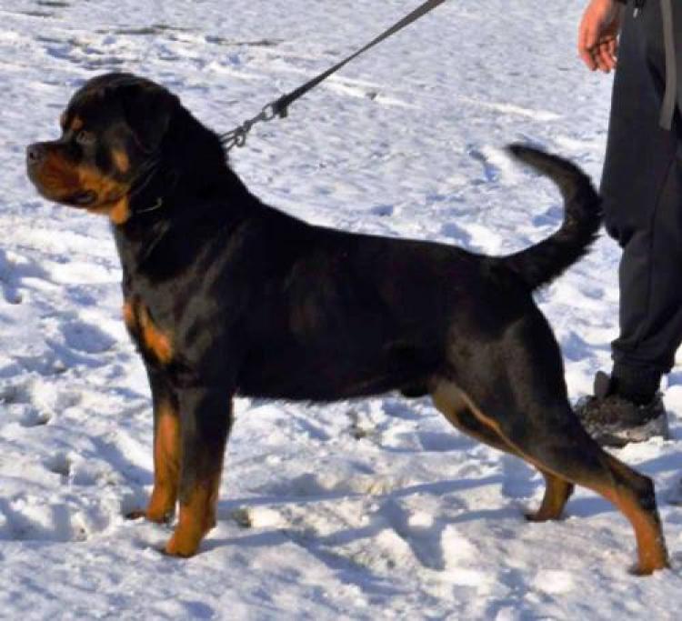 Rottweiler. Balko Vom Hause Pista.