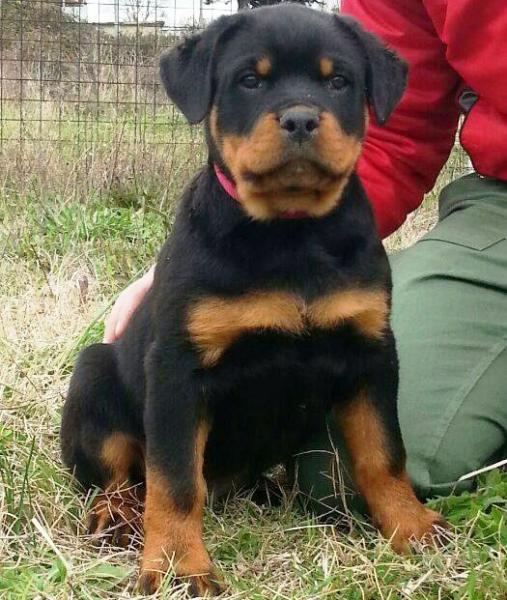 Rottweiler. Puppies Of Royal Musketiers Kennel. Ch. Jerry Lee van Gorgar x Kris of Royal Musketiers