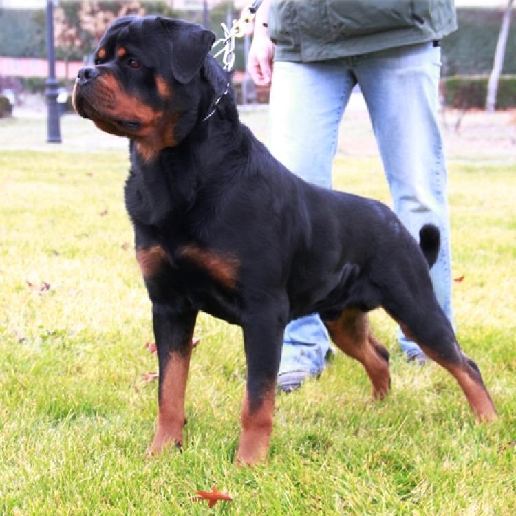 Rottweiler.  Ch. Falco Von Haus Drazic.