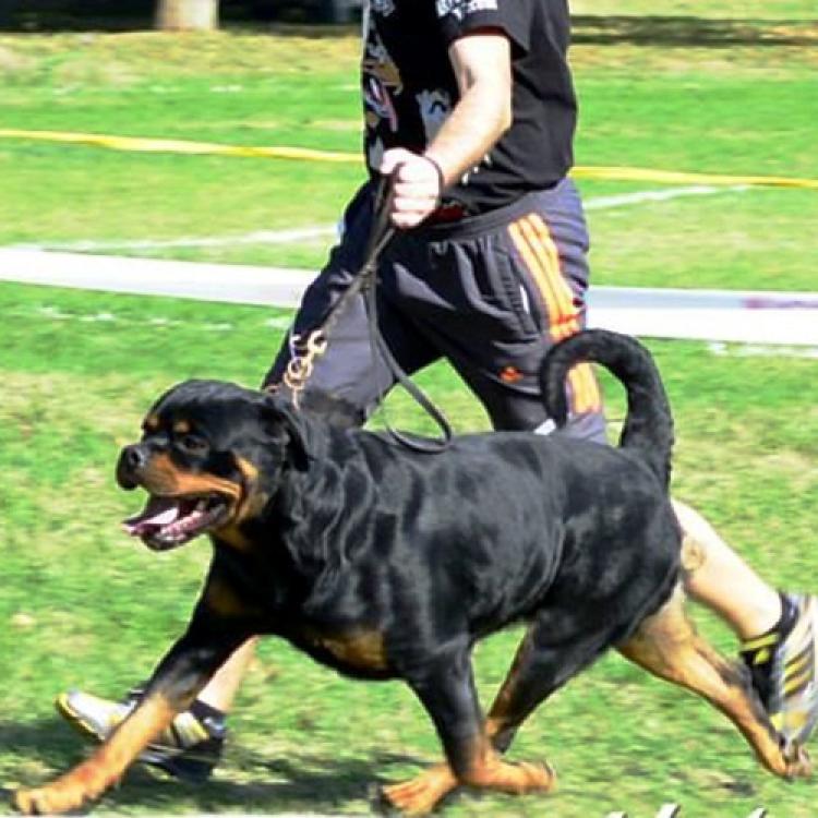 Rottweiler.  Ch. Falco Von Haus Drazic.