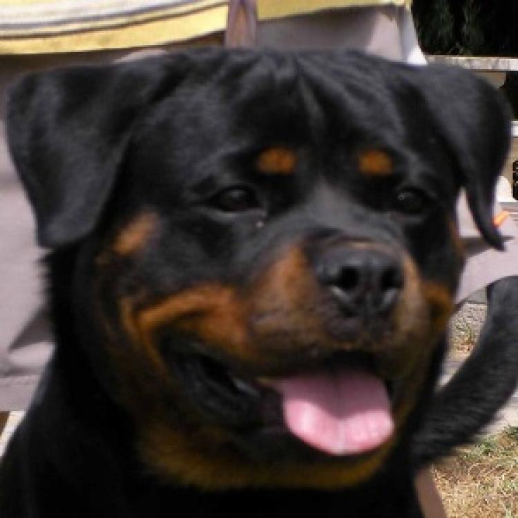 TÃtulos obtenidos por nuestros perros Rottweiler. Holly De Breogan. TÃtulos obtenidos por nuestros perros Rottweiler. Holly De Breogan.