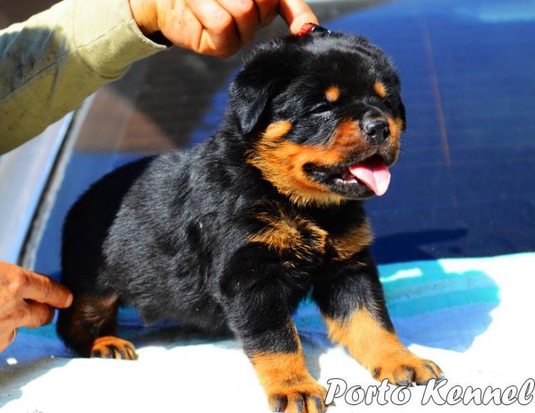 Rottweiler. Puppy Of Porto Kennel.